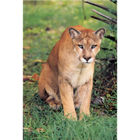 Florida Panther  Badge